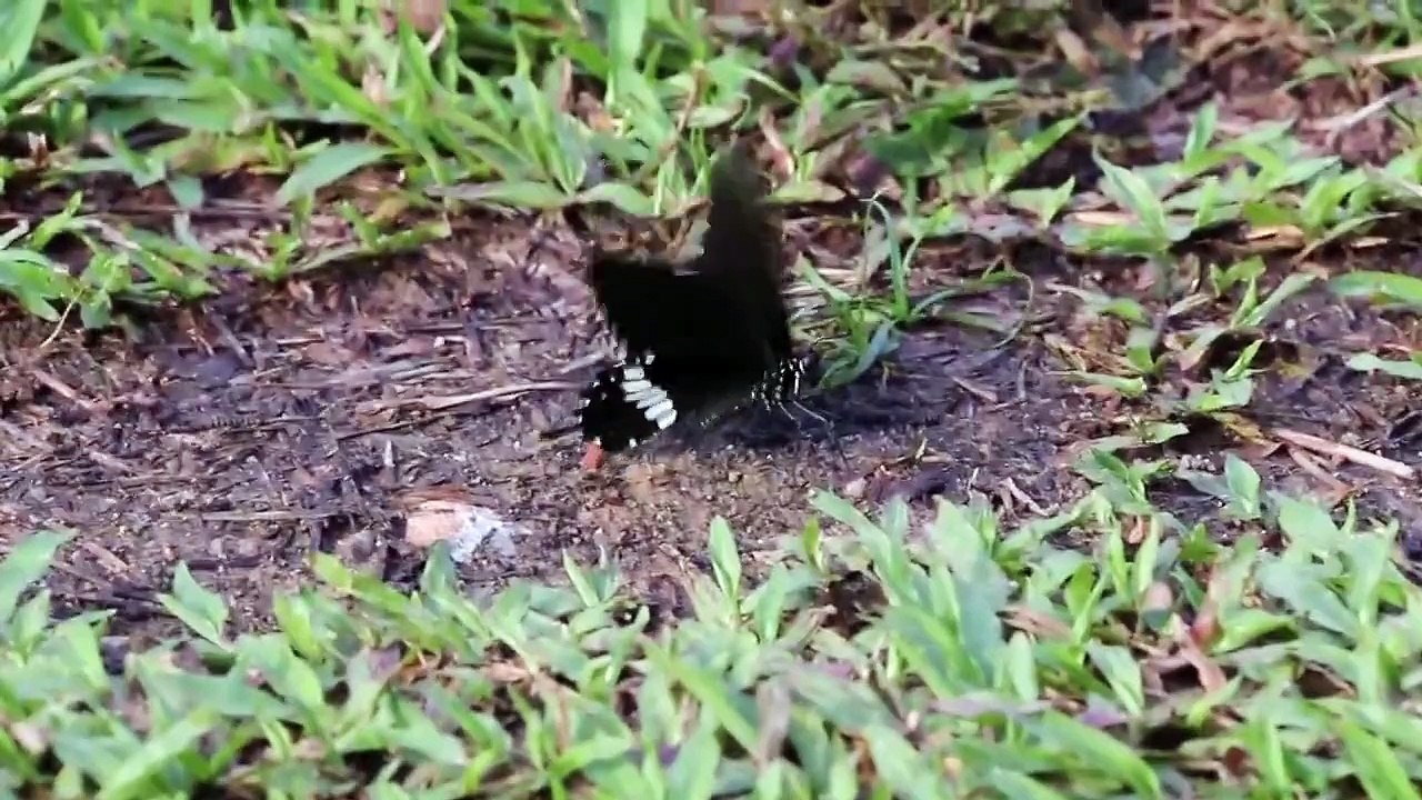 Common Mormon (Papilio polytes)