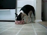 Boston Terrier and Chihuahua eating dog food