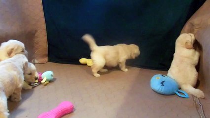 Golden Retriever Pups At Play, 26 Days Old
