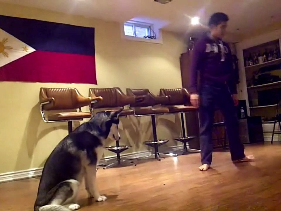 Siberian Husky Tricks - Fooling Around