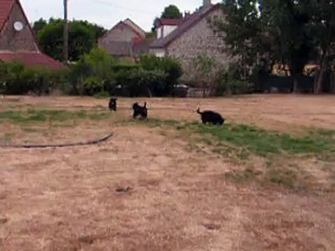 Chiots bouvier bernois du cristal ensoleillé.