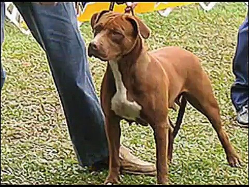 تدريب الكلاب