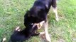 New German Shepherd Brothers Play Together