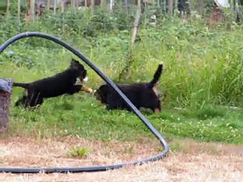 Les chiots