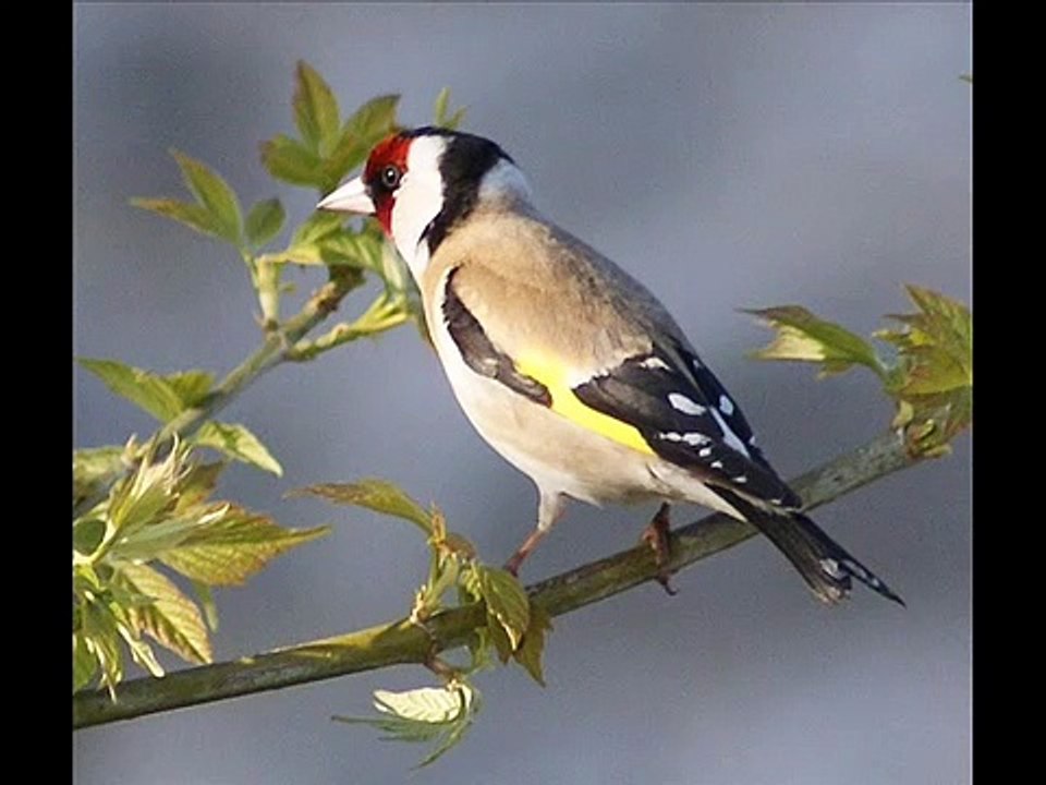 chardonneret  super chant tiwawati  casta casta