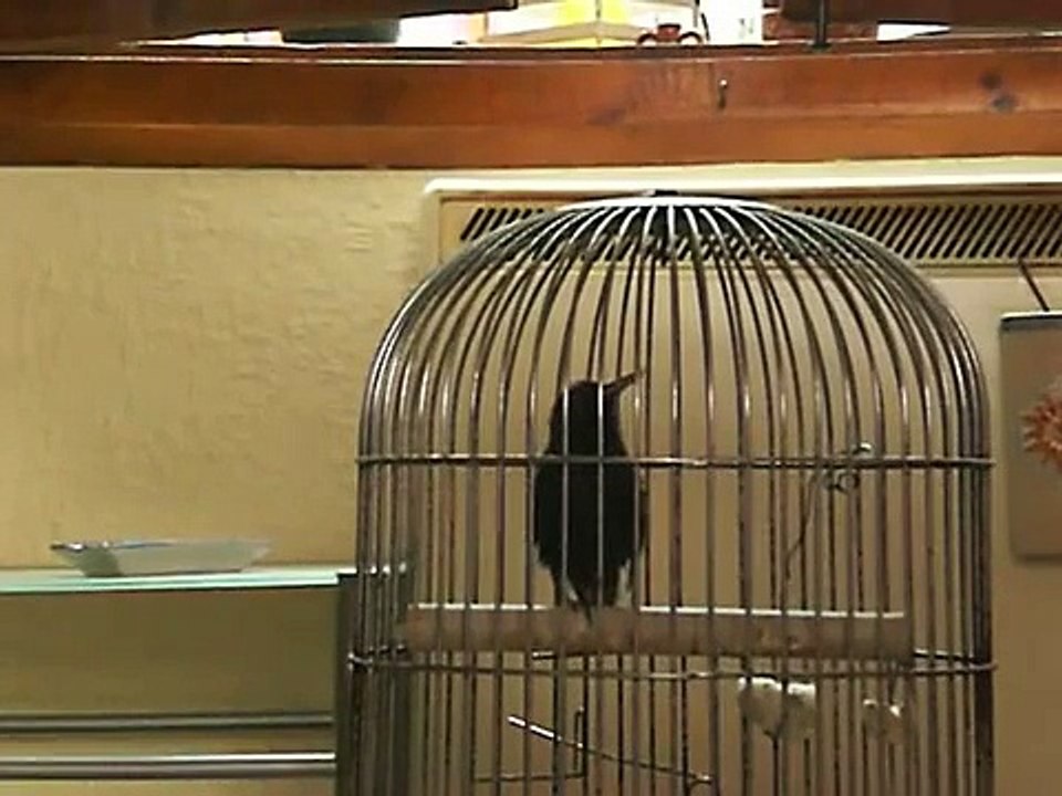 Pajaro cantor.(Estornino negro)