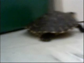 Tortue Ninja générique