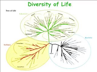 Molecular and Cell Biology C148 - Lecture 11: First 41 minut