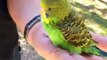 Caring for Parakeets : Clipping Parakeet Nails
