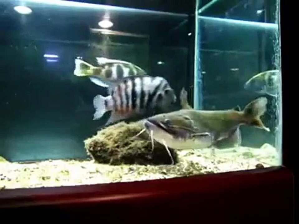 Attack Asterophysus batrachus Prédator