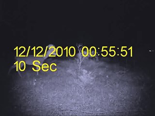 Creepy Mutant Weird Strange Deer filmed by a Scoutguard SG560V Trail Camera in Texas