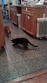 CATS tug of war  Chelsea Cat Sitter NYC