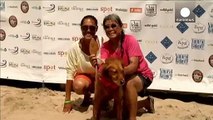 رقابت های موج سواری سگ ها در آمریکا
