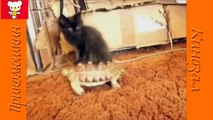 Смешные кошки  Приколы с животными 2015  Funny cats vine compilation