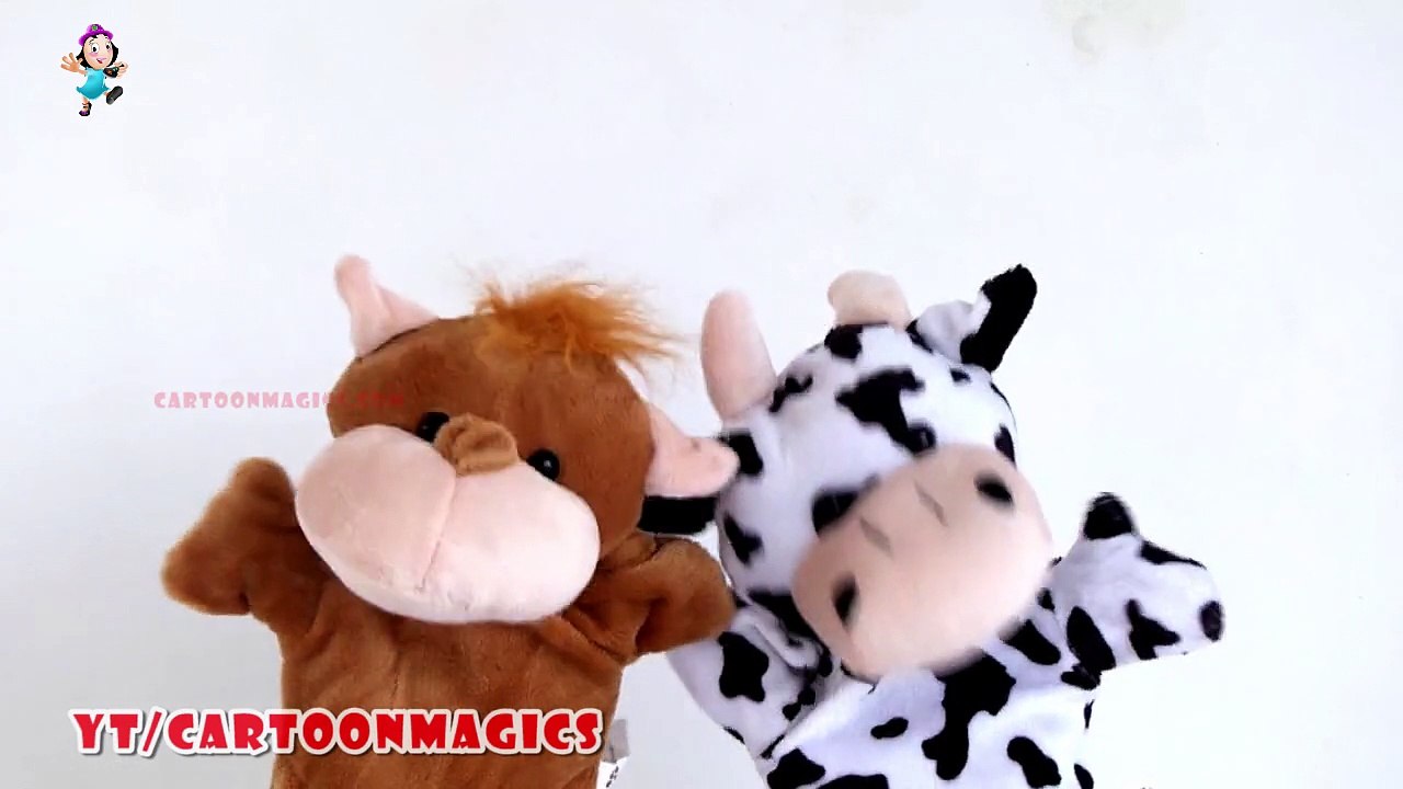 Itsy Bitsy Spider Incy Wincy Spider - Funny Hippopotamus - Cattle cow puppets Kids Songs