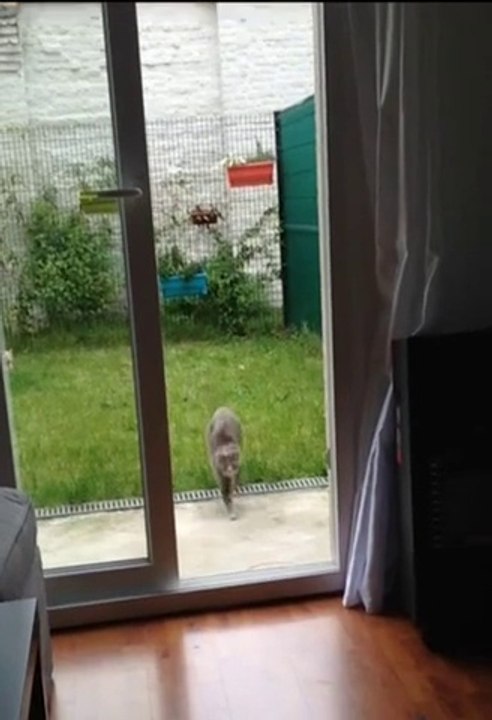 Cat Frontflip + Faceplant