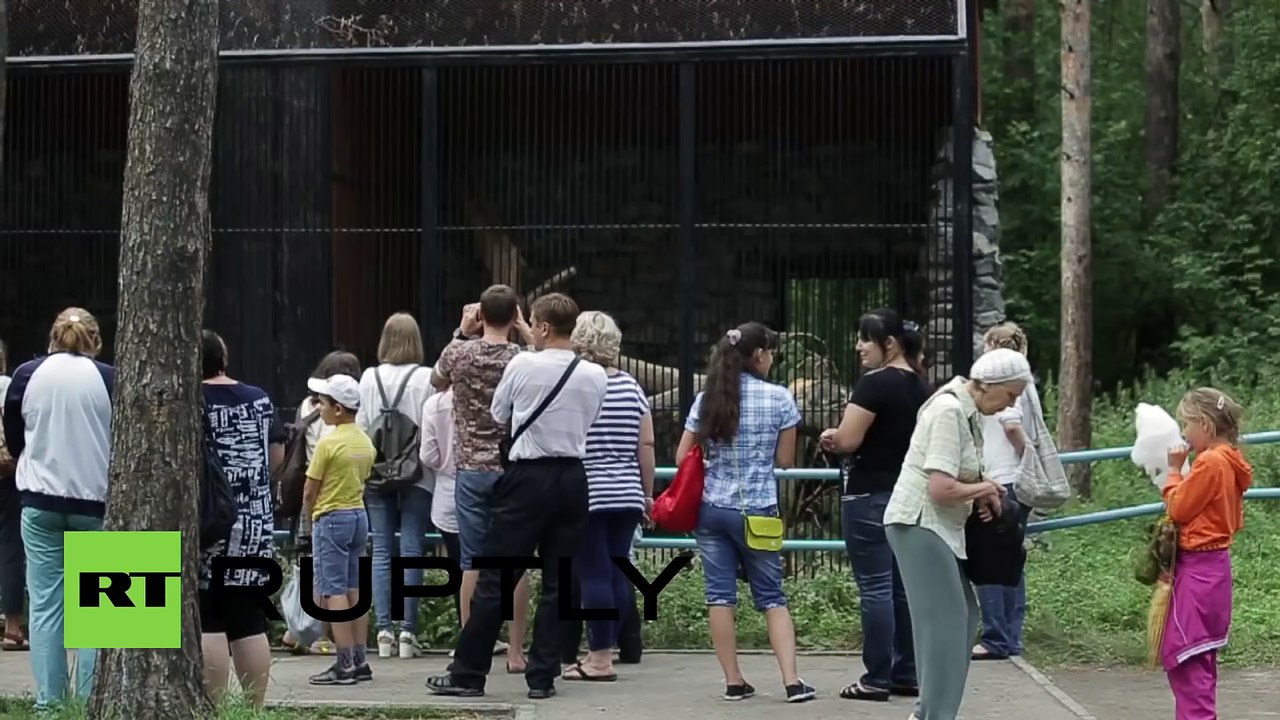 Un chatte adopte un bébé lynx rejeté par sa mère