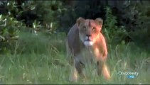 Lions vs Humans. Lions are naturally afraid of humans. Will run like fairys on sight.