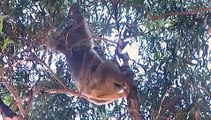 Koalas In Crisis