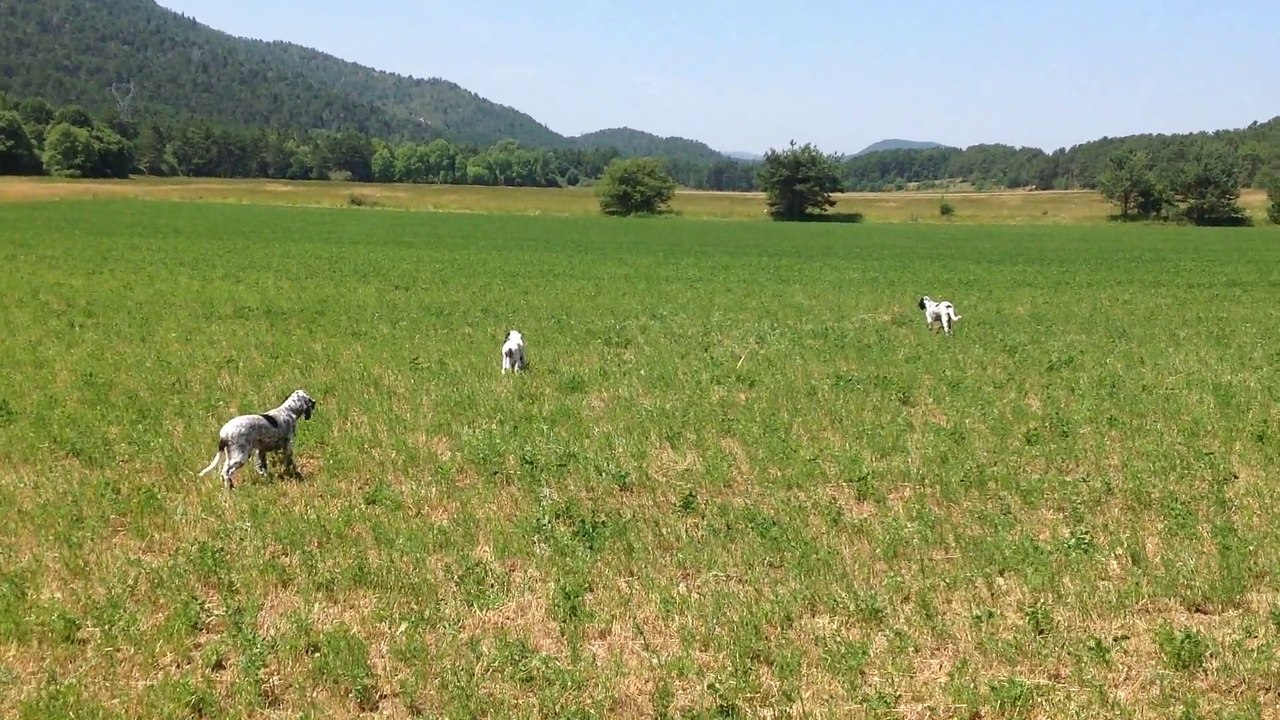 Chiots Setters Anglais. Latino, Lutèce et Lotis 3 mois entrainement et premier perdreau (1)