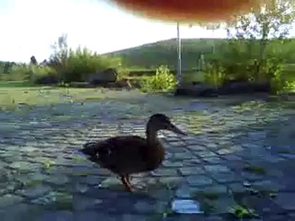 ente ente quack quack