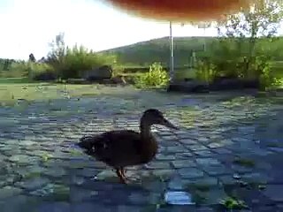 ente ente quack quack