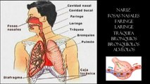 El Sistema Respiratorio - principales características