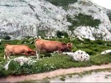 Pyrénées - Galice  via Parc naturel des Pics d'Europe