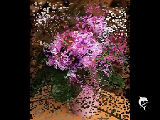 3 african-violet Usambaraveilchen Sainpaulia