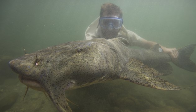 Canavar Balıklar: 5. Bölüm - Kamcatka' da Balık Avı