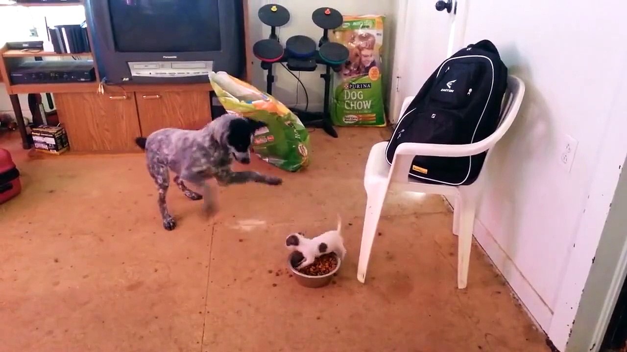 Brave Puppy