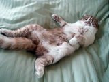 Scottish Fold Cat - Namiko bed napping