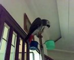 يقلد صوت الباب,Parrot imitates the voice of the opening of the door