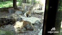 Tiger Cub Enrichment at The Calgary Zoo