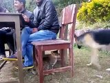 Funny Dogs And Cats Fighting | Cats and dogs fight for beds and sofa | August 2015