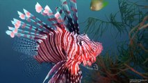SCUBA Diving Malapascua, Mactan, Oslob - Cebu, The Phillipines - Underwater Video HD