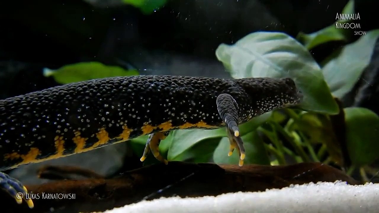 Great Crested Newt (Triturus cristatus) - Guest from the wild - Animalia Kingdom Show