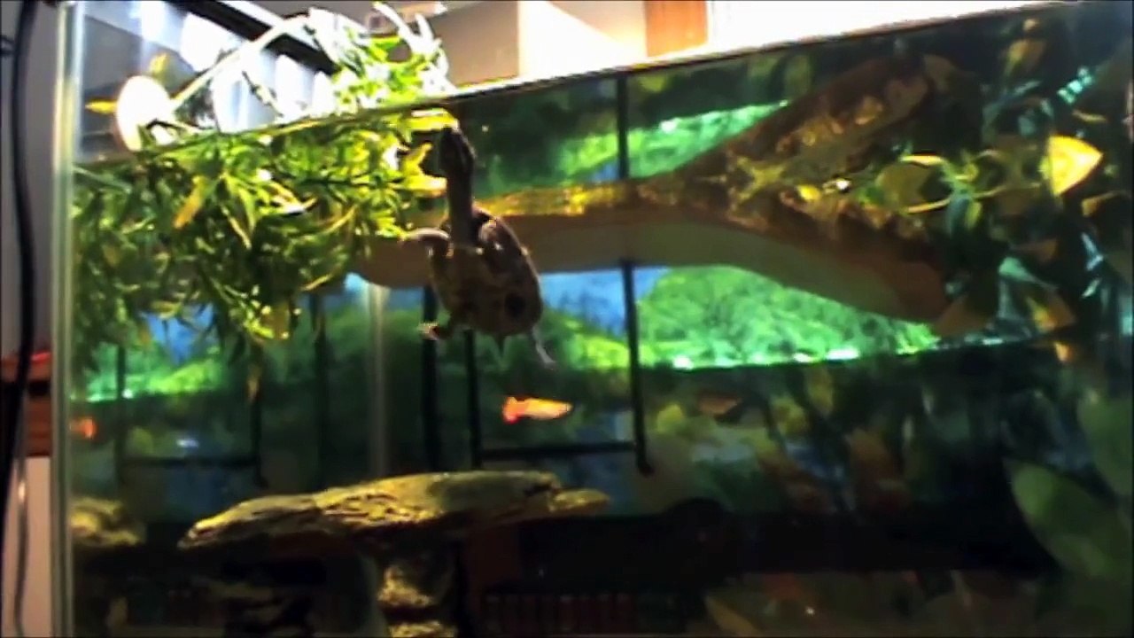 My Musk Turtle Tank Setup video Dailymotion