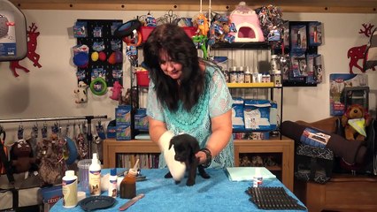 Tipps zur Welpen-Pflege Golden-Doodle www.welpenvermittlung-hunde.at