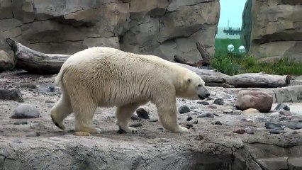 Zoo am Meer Eisbären Bremerhaven 2011