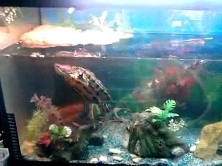 MA TORTUE trachemys scripta elegans