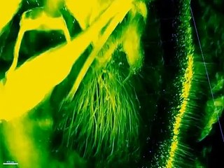 3-D tour of intact mouse brain