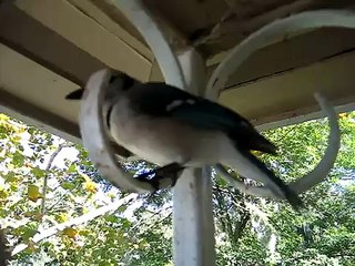 Blue Jay: Nature's Vibrant Bird 🐦