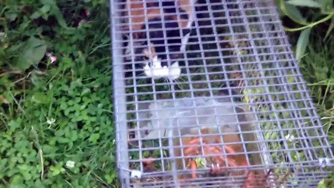 Crying Stray Cat Caught In A Trap