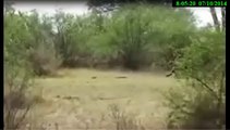 Lion 5 lion vs baboon,Lions attack big baboon,Lion smart more than baboon