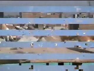 PIGEONS OF RASHID ALI SHAH 6