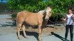 Destiny: beautiful palomino quarter horse mare for sale