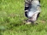 Hawk vs. Buzzard Strange Creature Ringneck vulture,Giant Hawk  Buzzards