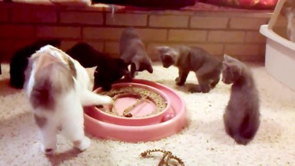 "Vincent" - Cinder's Cameo Japanese Bobtail Kitten born 5/16/15