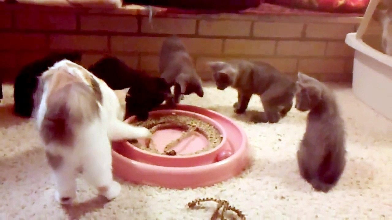 "Vincent" - Cinder's Cameo Japanese Bobtail Kitten born 5/16/15